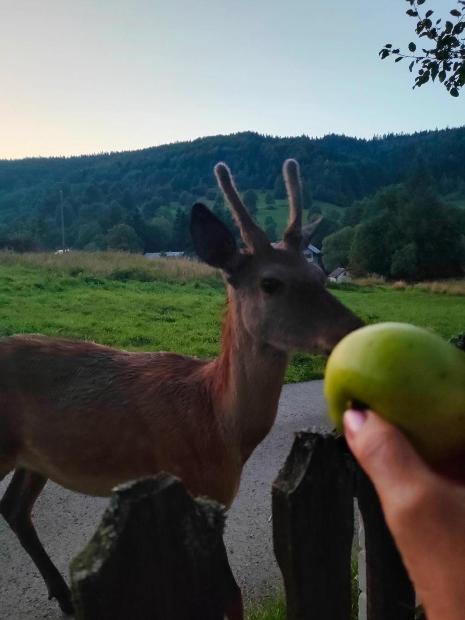 Goralska Czarcia Chata Pod Jalowcem Stryszawa Extérieur photo